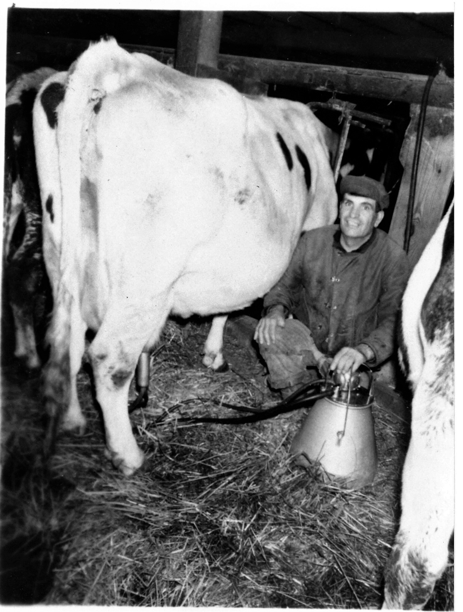 Dad Milking